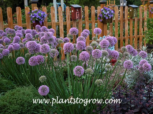 'Pink Planet' Allium
(end of July)